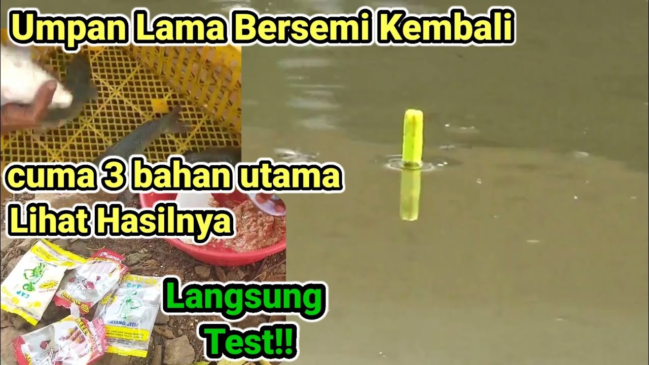 Umpan ikan mas Dadakan wayang jitu vanilla susu langsung test👍