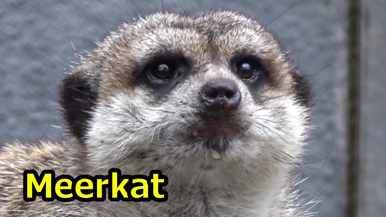 Meerkat ミーアキャット【羽村市動物公園】 - YouTube