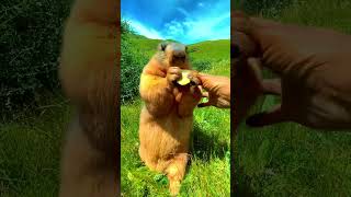 Marmots are adorable and lovely wild animals 67 marmot animals animal wildanimals cute