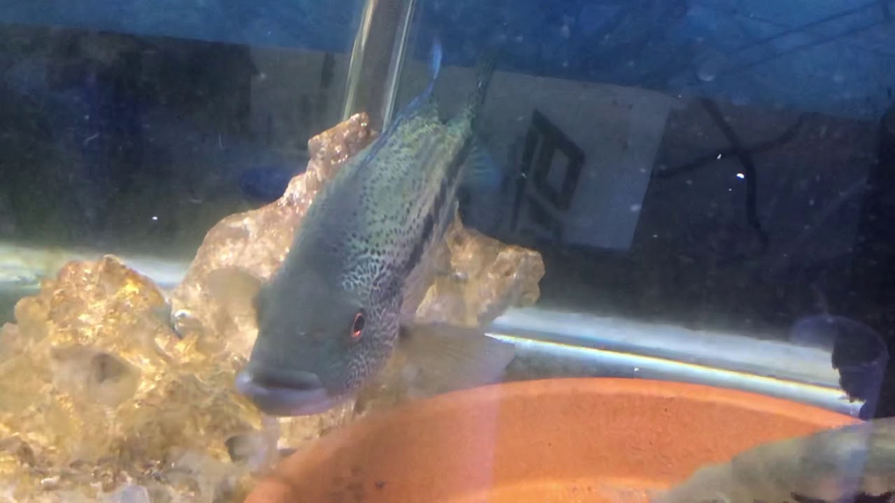 camera iphone 8 plus apk Wild caught dovii pair with swimming babies