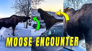 Lady's Close Encounter with a Moose While Walking to Car