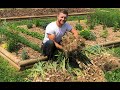 How to Grow, Harvest, & Cure Softneck Garlic