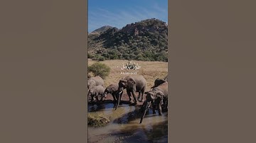 سورة الفيل كاملة | ماهر المعيقلي 📖