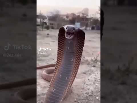 هذا داب يعرط رجال