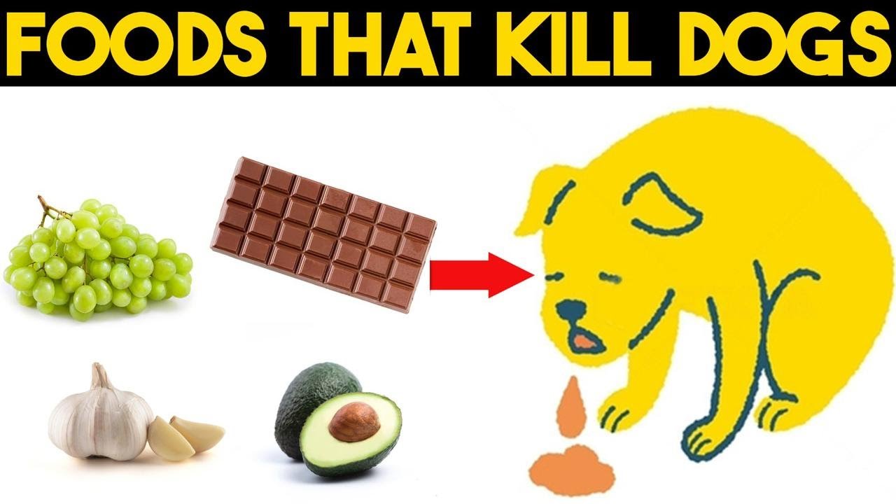 🚫 Danger Bites Deadly Foods That Can Kill Your Dog! 🐾 YouTube