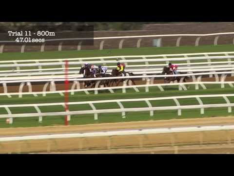 Flemington Jump Outs