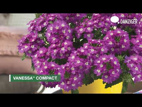 Video: What Is A Trailing Verbena – Trailing Verbena Plantepleie og info