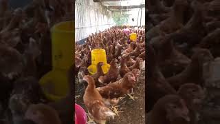 Download Lagu Jual Bibit Ayam Petelur Siap Telur WA 085655281114 MP3