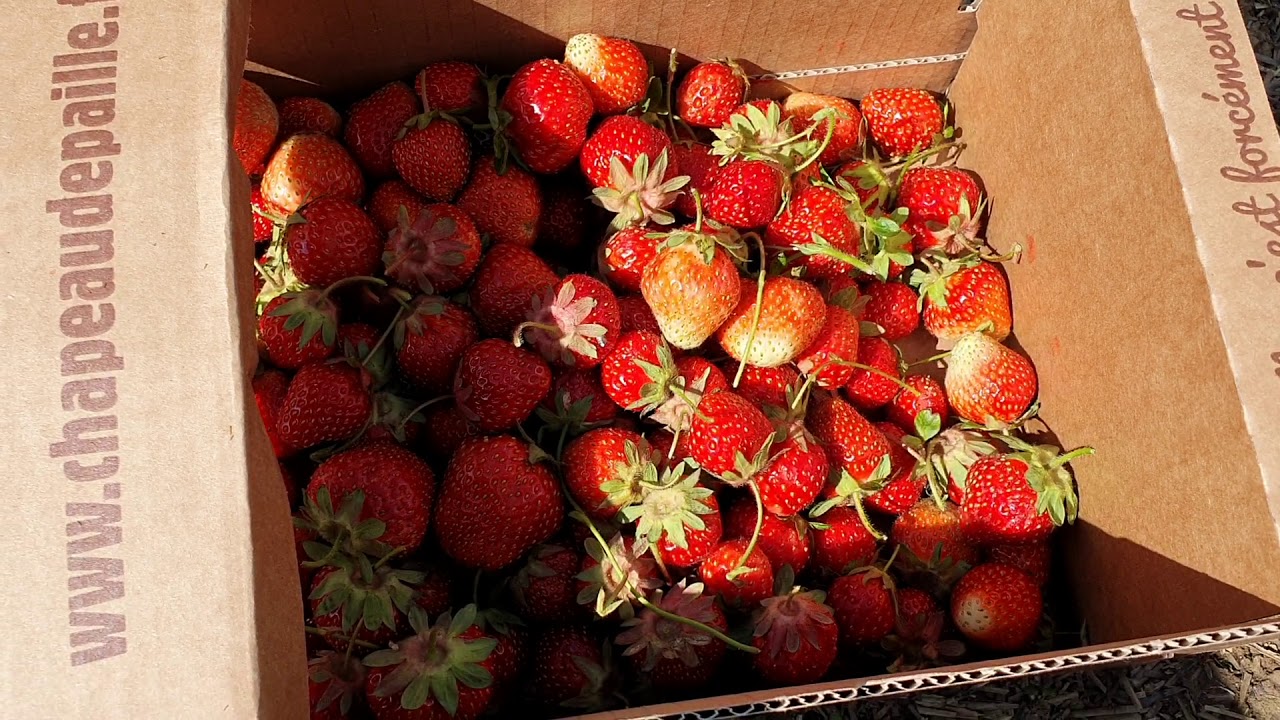 Garden Strawberries in France YouTube