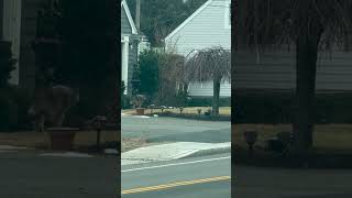Big coyote in broad daylight #rhodeisland #coyote #bigguy #massachusetts #wildlife #wildanimals
