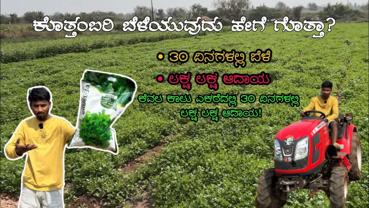 ಕೆವಲ ಕಾಲು ಎಕರೆದಲ್ಲಿ 30 ದಿನಗಳಲ್ಲಿ ಕೊತ್ತಂಬರಿ ಬೆಳೆಸಿ ಲಕ್ಷ ಲಕ್ಷ ಆದಾಯ! 🌱💰| educated farmer 🧑‍🌾 