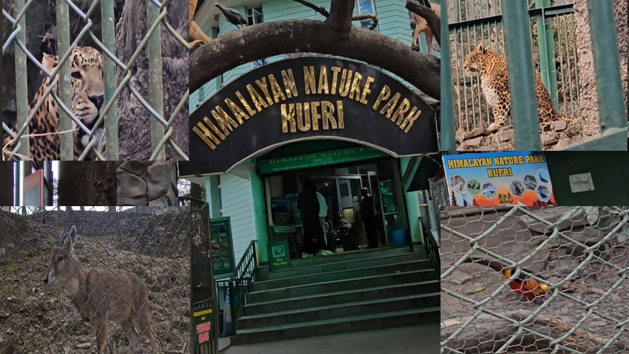 FULL TOUR of Himalayan Nature Park Kufri | Kufri Zoo | Shimla | Himachal Tourism | TRAVEL INDIA