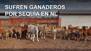 Sufren ganaderos por sequía en NL