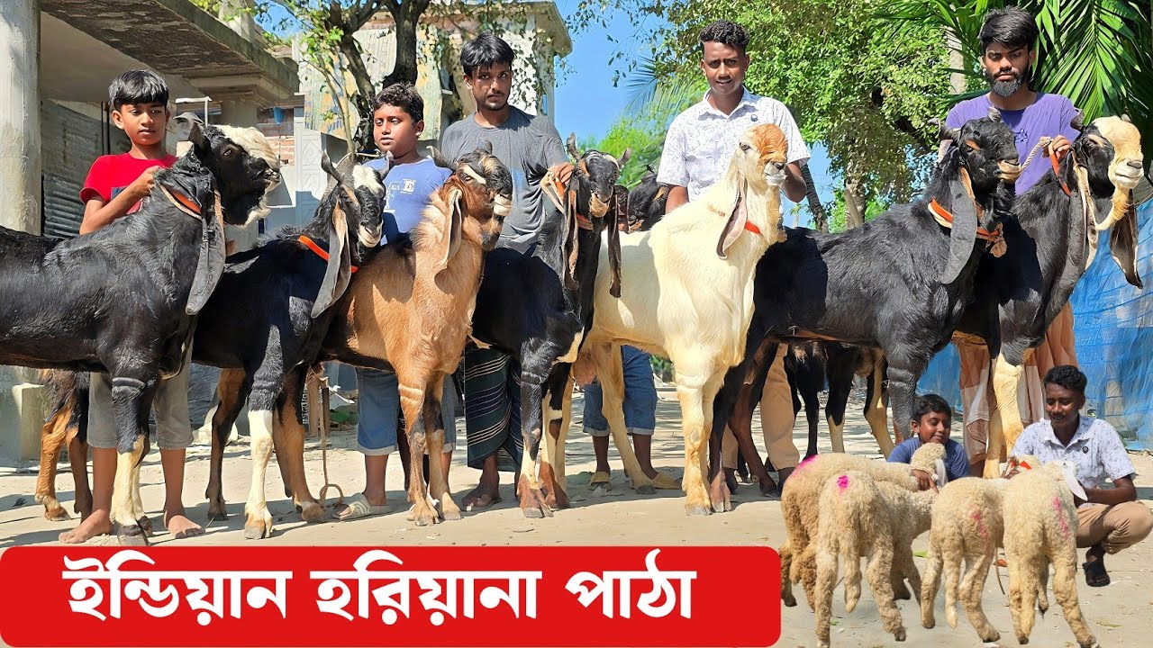 ইন্ডিয়ান হরিয়ানা পাঠা,যমুনাপারি পাঠা,গাড়ল ও ক্রস ছাগলের দাম জানুন Indian Goat 