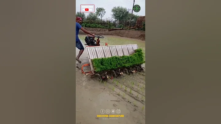 Amazing Rice Planting Machine