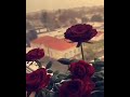 تصحي فيا انا الاحساس اجمل كوبليه سمعتوو لعمرو دياب 
