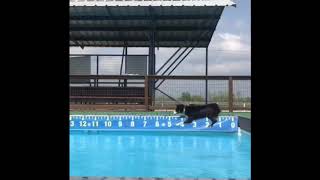 Meka dock diving 9/27/20 by Captivating Canines 128 views 3 years ago 38 seconds