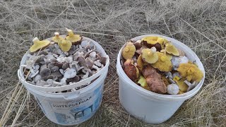 Маслята и мышата или землисто серая рядовка в декабре, сбор грибов 2023, грибы Крыма