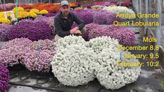 Tech Talk - Easy Breezy Lobularia - Best Practices
