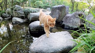 庭園を探検する茶トラ猫と黒猫、辿り着いた先は・・・