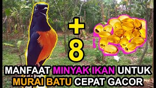 8 Benefits of Fish Oil for MURAI BATU to Sing Fast!!