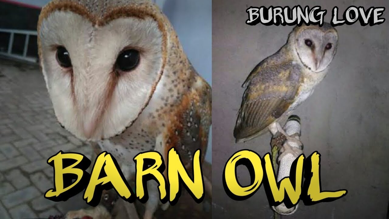 80 Foto Burung Hantu Barn Owl Gratis Terbaik