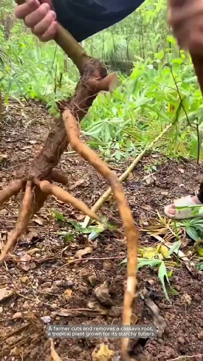 Harvesting Cassava Roots by Hand: A Precise and Careful Process