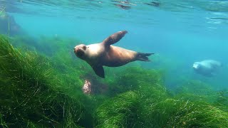 La Jolla Cove Snorkeling