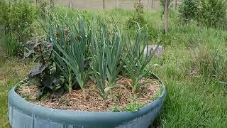 Let's take a walk - Spring Orchard Update - What Are You Growing?