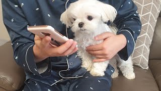 When a puppy Maltese facetime with grandpa