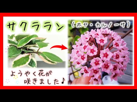 サクラランにようやく花が咲きました】 - YouTube
