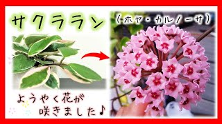サクラランにようやく花が咲きました Youtube