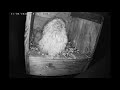 Vörös vércse - Common kestrel - LIVE, ÉLŐ - CAM1