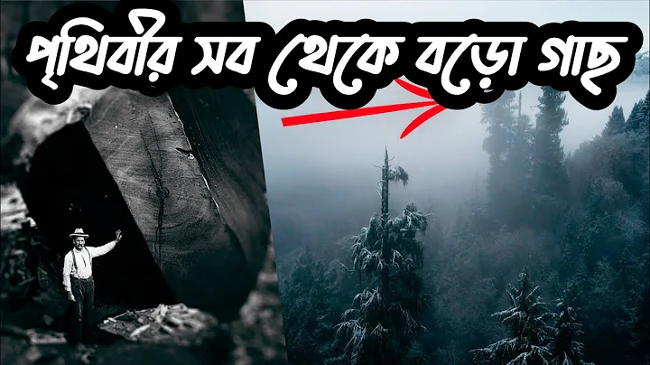 Why the World's Tallest Tree is Kept Hidden