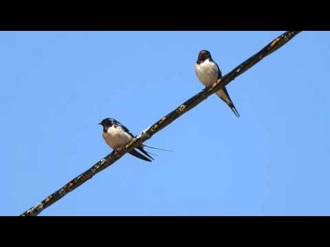 Golondrina, pareja  DSCN5868 15615