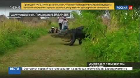Во Флориде на глаза людям показался гигантский аллигатор-пешеход