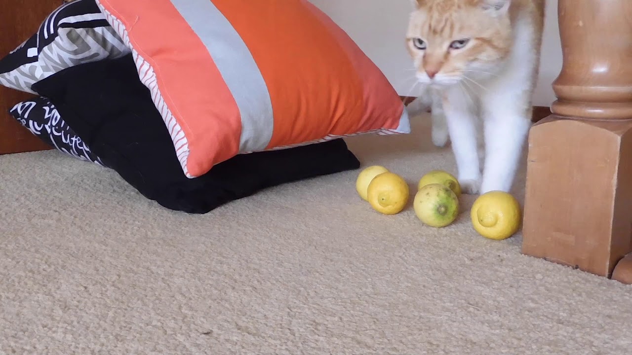 Cats react to Lemons!!! YouTube
