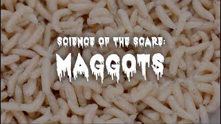 Are Maggots Dangerous?  Science Of The Scare 