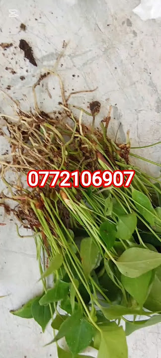 වර්ග කීපයකින් ප්ලෑෂ්ඵල විසිපහක් 15000ට #0772106907 #gardenflowers #garden