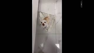 The Most Angry Chihuahua In The World