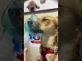Veo que bajaste y vistes muchos videos🐕🐶🤒#parati #edit #dog