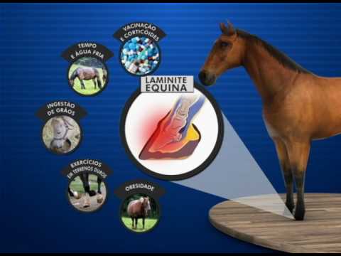 Vídeo: Diagnosticar E Tratar Doenças Cardíacas Em Cavalos