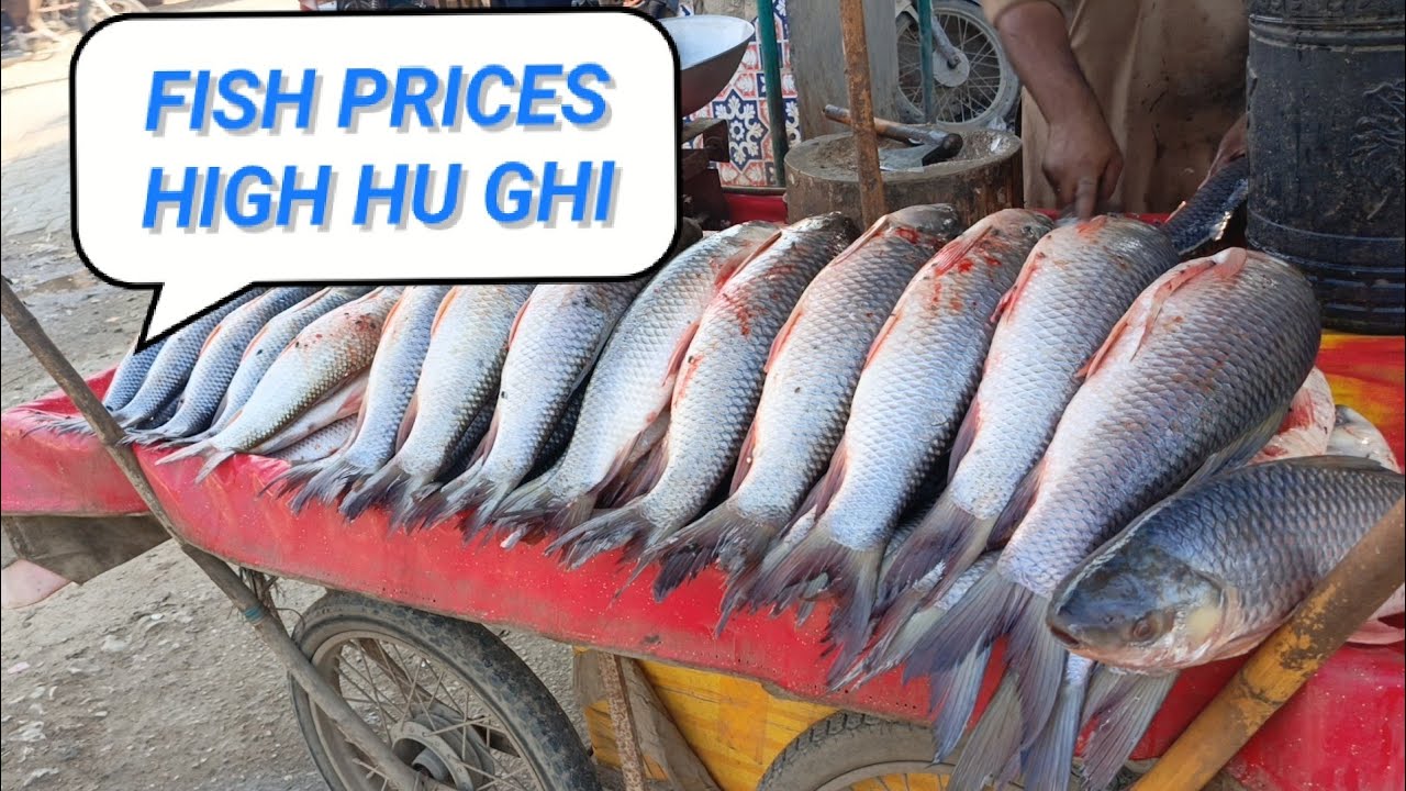 fish rate high hu ghi - YouTube