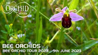 Bee Orchid Tour 2023 (9th June 2023) - OH132