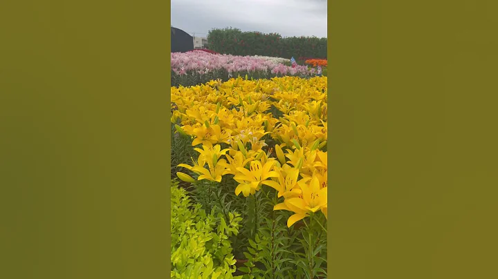 Zhongshe Flower Market                   📍Taichung, Taiwan - DayDayNews