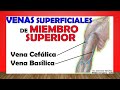 🥇 Anatomía de las VENAS BASÍLICA y CEFÁLICA. (Venas Superficiales del Miembro Superior)