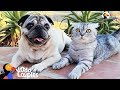Cat Who Lost His Dog Best Friend Finds Beautiful Way To Love Again | The Dodo Odd Couples