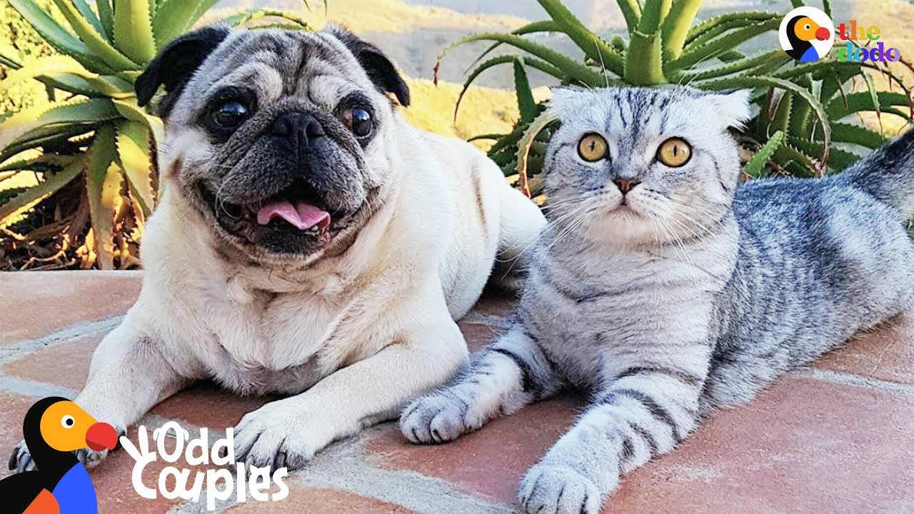 pug cat