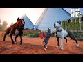 YAVRU PİTBULL ABİSİ KAOS'LA ANTİK YENİLMEZ EĞİTİMİ ALIYOR! - GTA 5 PİTBULL'UN HAYATI