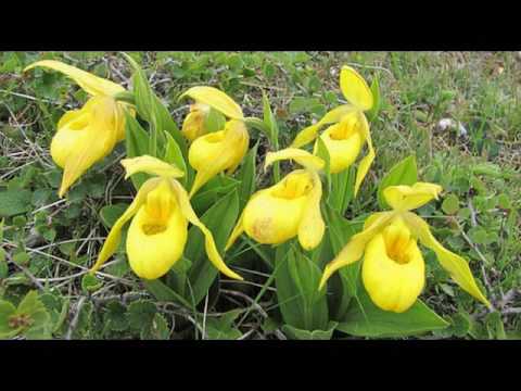 Diffe Types Of Yellow Flowers You Diffe Types Of Yellow Flowers